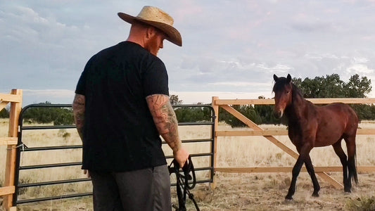 Gentle my FIRST horse / Craig Cameron Technique