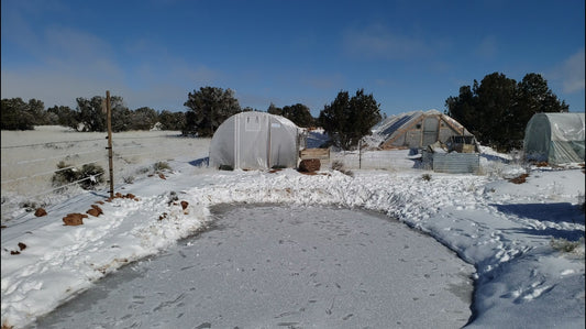 What I did on my homestead while it was zero fahrenheit