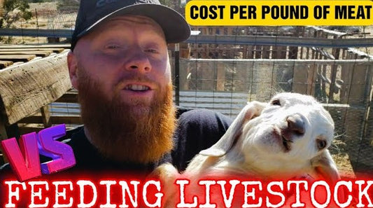How much I spend on livestock feed, living off the grid.