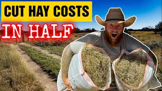 Cut your hay feed costs in half with native grass, hairy grama