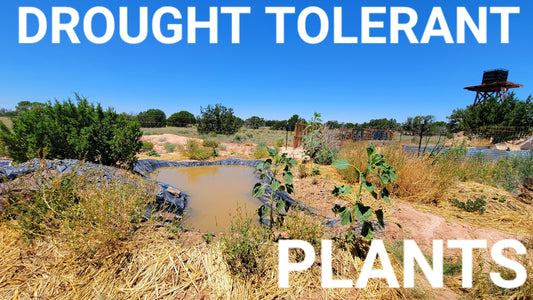 Planting Demi Lunes, Swales,  Hugelkultures and Ponds. In the high desert with drought tolerant seeds.