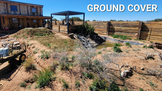 Turning Desert Dirt Into Grass | How I’m Greening a High Desert Homestead