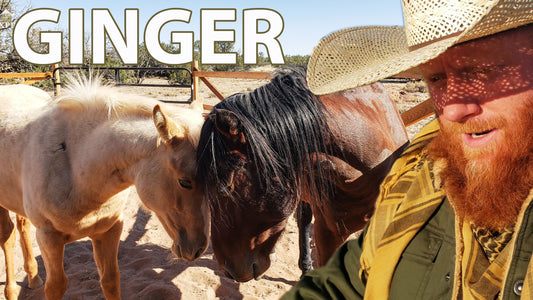 new horse on frugal off grid homestead