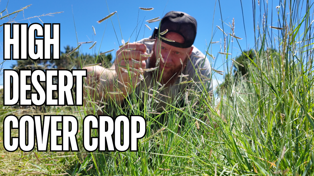 Blue Grama Wins: The Best High Desert Cover Crop I've Found