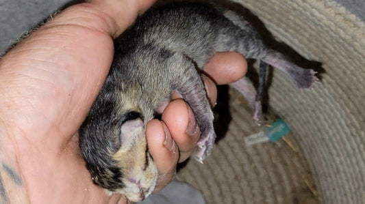 What I've learned about keeping farm cats in the high desert of Arizona