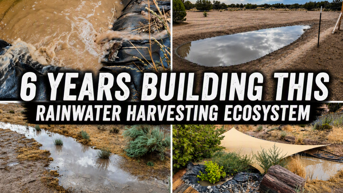 How I spent six years building a rainwater harvesting ecosystem in the Arizona high desert