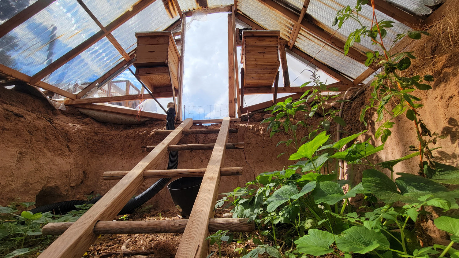 Greenhouse with wooden ladder and plants growing inside